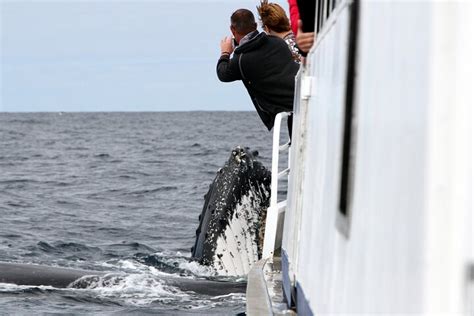 Gold Coast Whale Watching Cruise Hellotickets