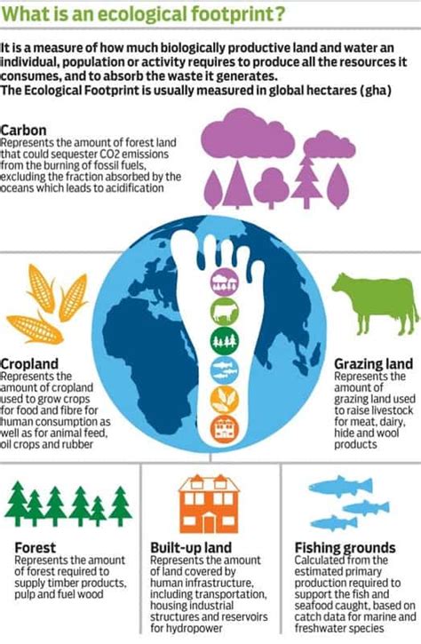 How To Measure And Reduce Your Ecological Footprint