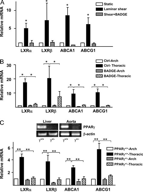 Laminar Shear Stress Regulates Liver X Receptor In Vascular Endothelial