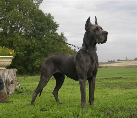 Dogue Alemão Características Da Raça Fotos E Vídeos Cães Online