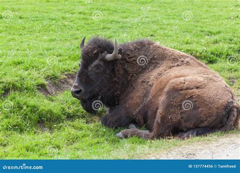 Resting Bison Stock Photo Image Of Herd Wild Captive 137774456