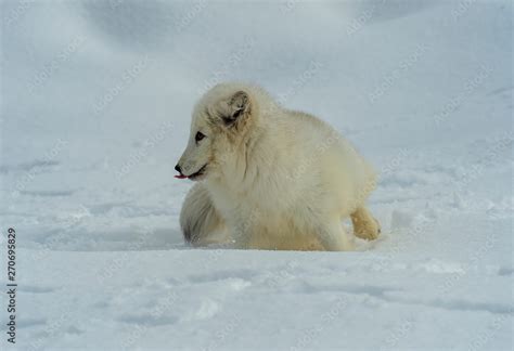 Arctic Foxes Stock Photo | Adobe Stock