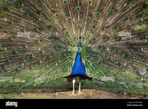 Paon Bleu Pavo Cristatus Faisant La Roue Departement D Eure Et Loir