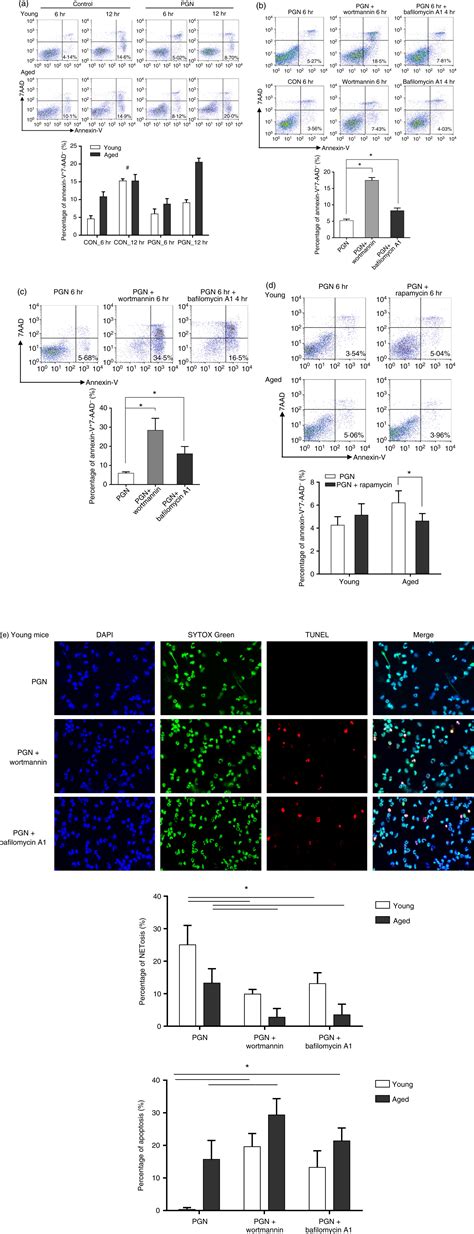 Agingrelated Atg Defect Impairs Neutrophil Extracellular Traps