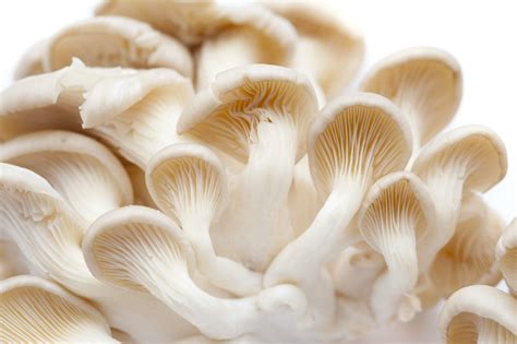 Fresh oyster mushrooms-7850 | Stockarch Free Stock Photo Archive