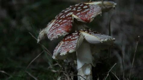 Amanita Muscaria YouTube