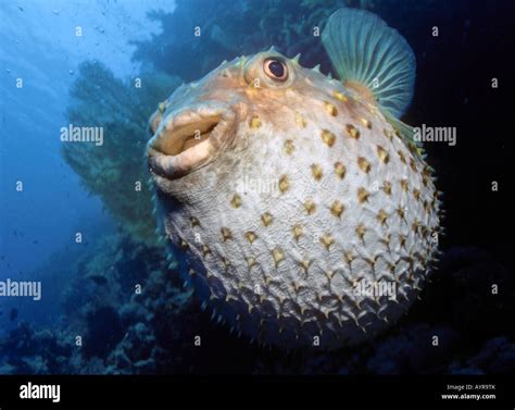 Balloonfish Spiny Pufferfish Cyclichthys Orbicularis Inflated With