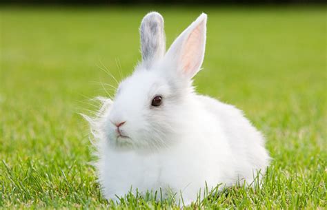 Exploring the World of 10 of the Cutest White Rabbit Breeds | 2024