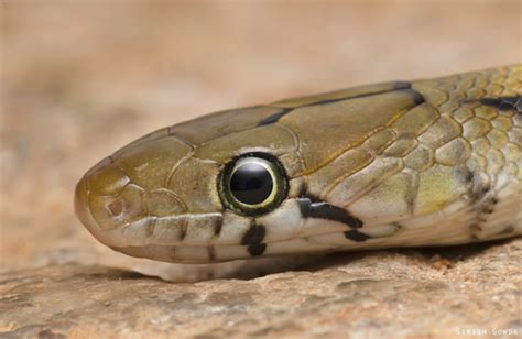 Trinket Snake Wildlife Of GoodEarth Malhar Bangalore INaturalist