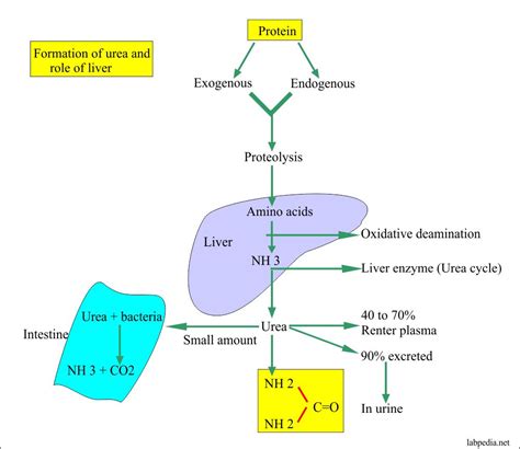 Urea Breath Test For Hpylori Helicobacter Pylori