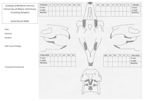 Enfermedad Dental En Conejos Y Roedores Herbívoros Grandes Lafebervet