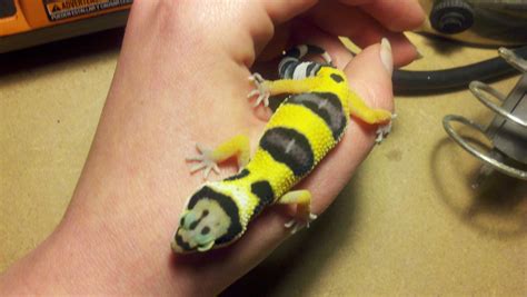 Leopard Gecko Baby Pics | GeckoTalk.com