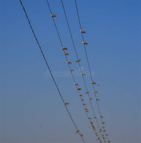 Many Birds on the Electric Wires Stock Image - Image of bird, animal ...