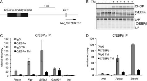 Chop Binds To C Ebp ␣ Sites In Diverse Promoters A A Schematic Of