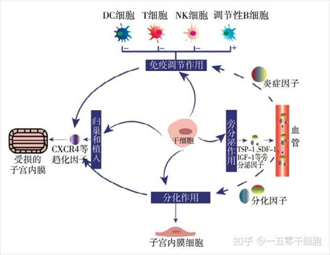 干细胞的4大作用帮助修复宫腔粘连所致的子宫内膜损伤 知乎