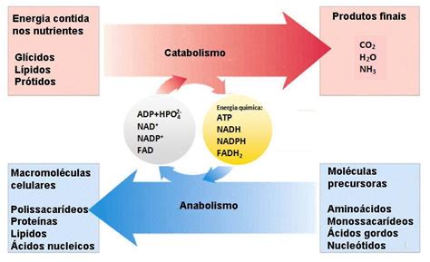 Anabolismo E Catabolismo