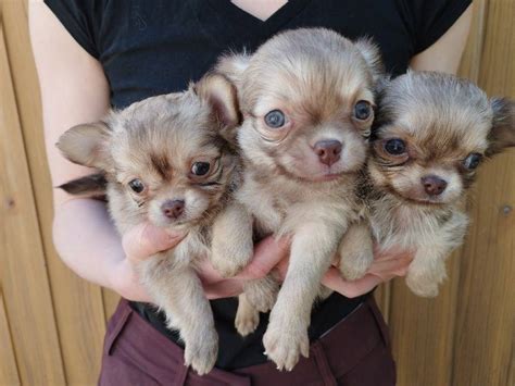 Adopter Chiots Type Chihuahuas Fauves De Mars Non Lof Petite