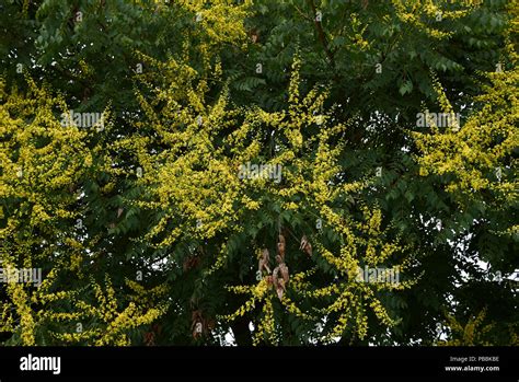 Goldenrain Trees Koelreuteria Paniculata Hi Res Stock Photography And