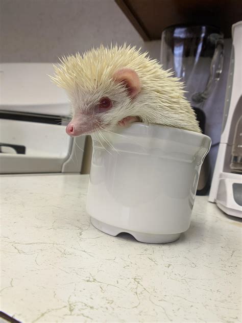 My friends albino hedgehog. : r/aww