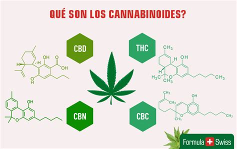 ¿qué Son Los Cannabinoides Guía De Cannabinoides Y Beneficios