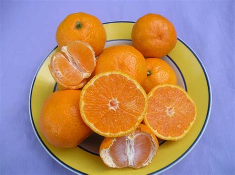 Owari Satsuma Tangerine Tree • Just Fruits and Exotics