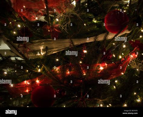 Christmas Tree Stock Photo Royalty Free Image 20454454 Alamy