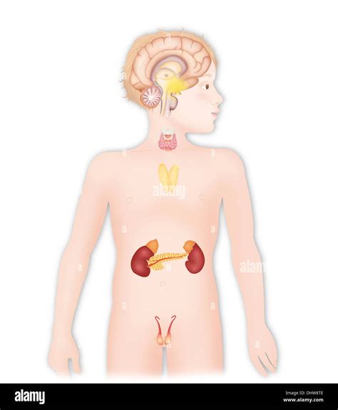 Endocrine System Diagram Unlabeled