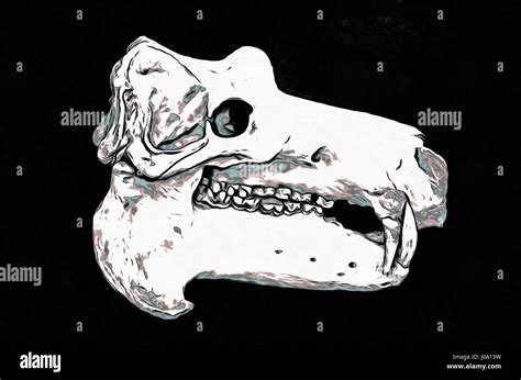 Skull Hippopotamus Or Hippo Latin Hippopotamus Amphibius A Mammal Of The Order Artiodactyla