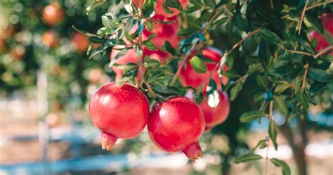 Ecco Perché Consumare La Melagrana Lome Super Fruit Shop Melagrana