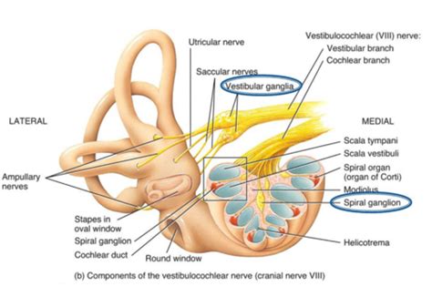 Vestibularis hörsel Flashcards Quizlet