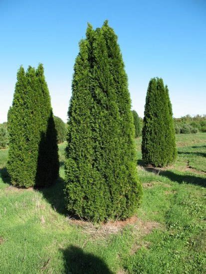 16 Different Types Of Arborvitae Varieties For Privacy