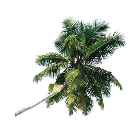 Palm Tree Png Transparent Background Images