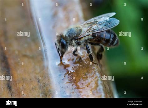 Apis mellifera königin Fotos und Bildmaterial in hoher Auflösung Alamy