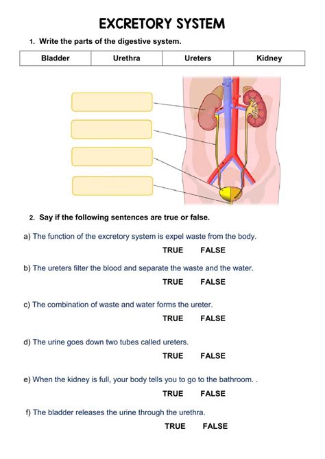 Quiz The Excretory System