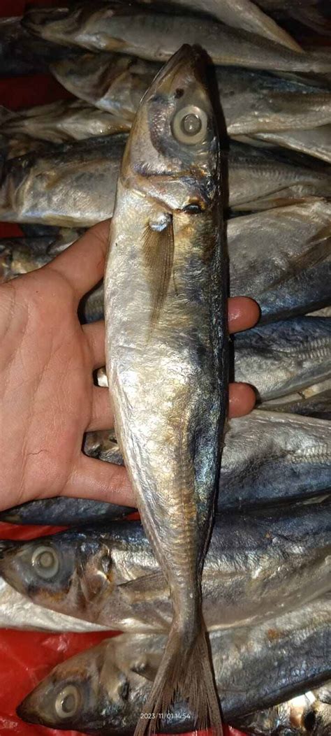 Ikan Layang Klotok 1kg Lazada Indonesia