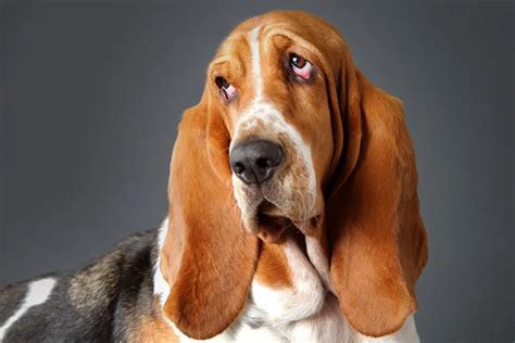 14 Adorable Dogs With Droopy Faces With Pics Hey Djangles