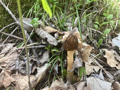 Black Morels Chippewa National Forest Rminnesota