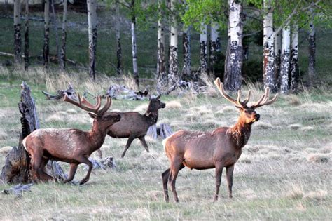 Valles Caldera, a National Preserve and Place of Intrigue