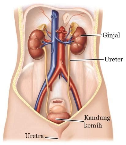 Sistem Ekskresi Pada Manusia Pdf