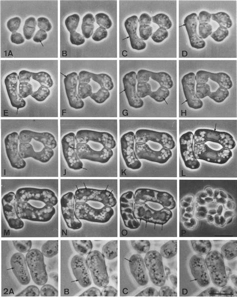 2 Phase Contrast Microscopy Download Scientific Diagram