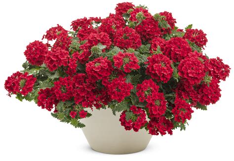 Superbena® Red Verbena Hybrid Proven Winners