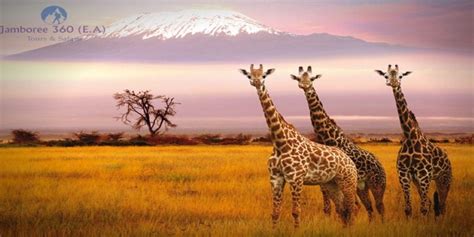 Five Of The Most Beautiful Wildlife Safari Places In Kenya