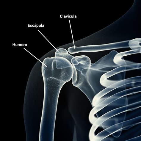 Resultado Marca Alta Exposici N Anatomia Osea Del Hombro Conjunci N