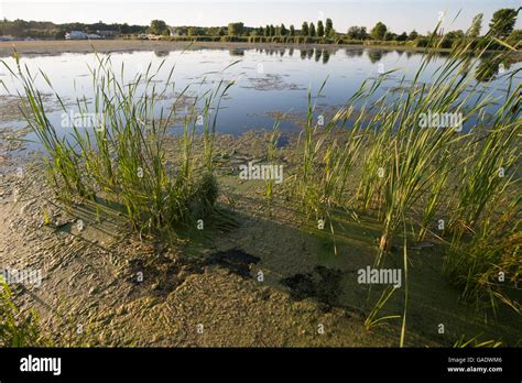 Algae Pollution Hi Res Stock Photography And Images Alamy