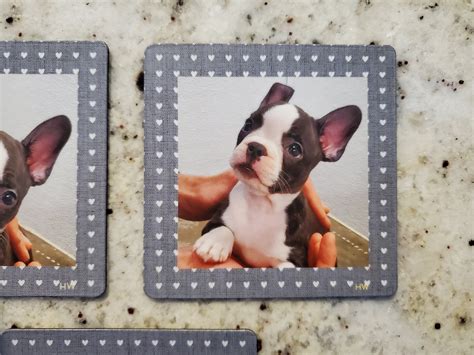 Dog Refrigerator Magnets 3 Pack Fridge Magnets Boston Terrier Frenchton