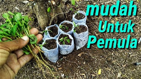 Cara Menanam Cabe Di Pot Polybag Youtube