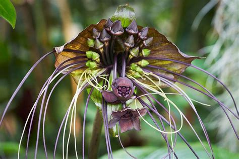 Las Plantas M S Raras Del Mundo