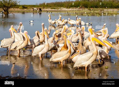 Lake ziway birds hi-res stock photography and images - Alamy