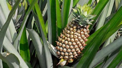 Ananas Comosus L Merr Plants Of The World Online Kew Science