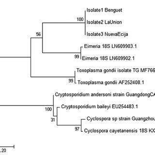 Phylogenetic Relationship Of Three Local Isolates Of Buxtonella Sulcata